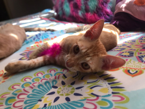 Cheddar