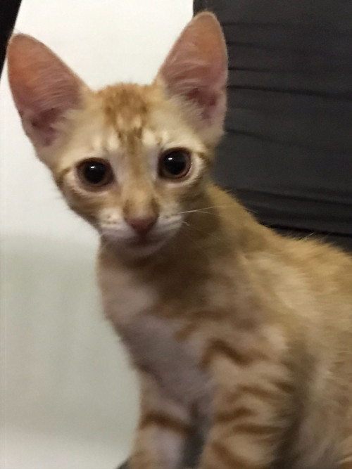 Cheddar