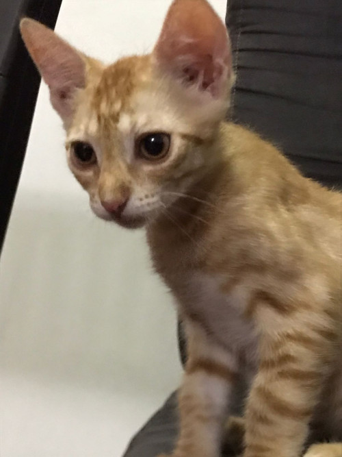 Cheddar