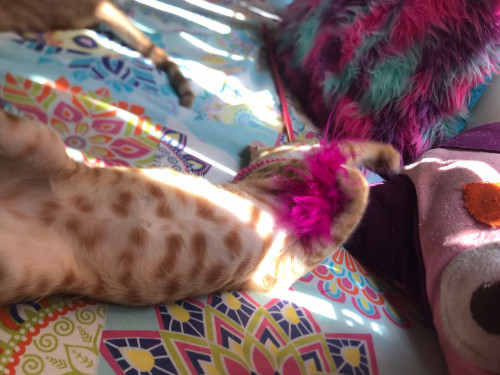 Cheddar