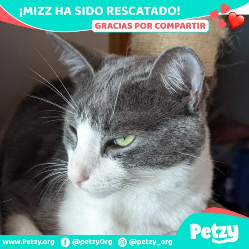 Foto de mascota Mizz
