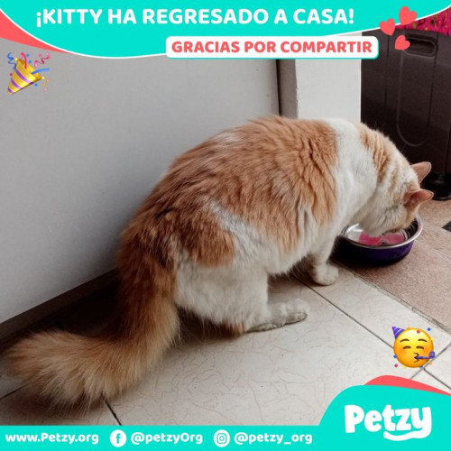 Foto de mascota Kitty