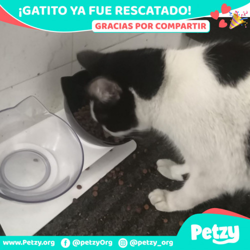 Foto de mascota Gatito