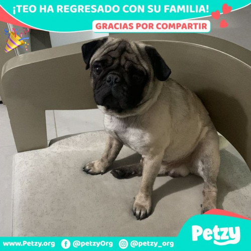 Foto de mascota Teo