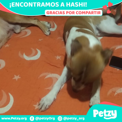 Foto de mascota Hashi