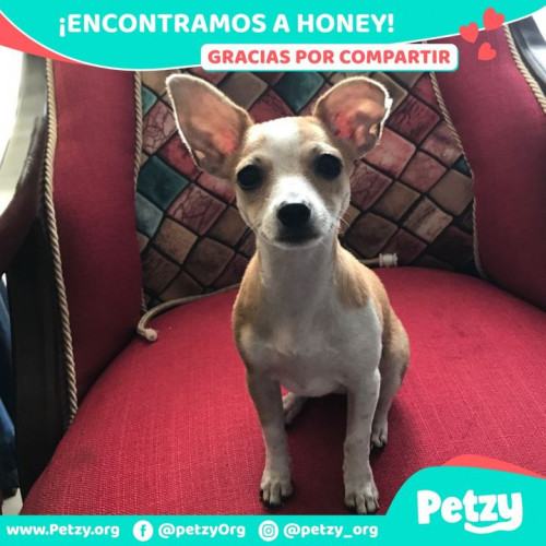 Foto de mascota Honey