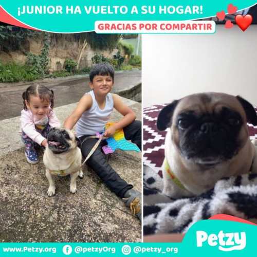 Foto de mascota Junior