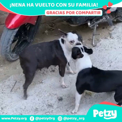 Foto de mascota Nena