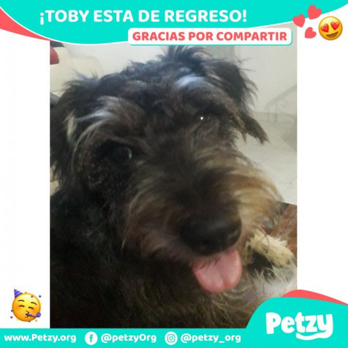 Foto de mascota Toby