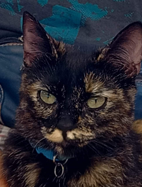 Kira