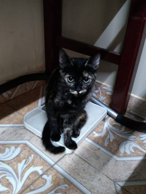 Kira