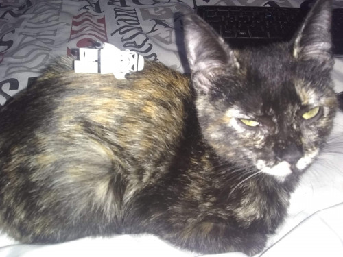 Kira