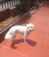 Foto de Max en  Bogotá #0