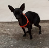 Foto de Minnie en  Bogotá #2