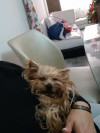 Foto de Coco en  Bogota #1