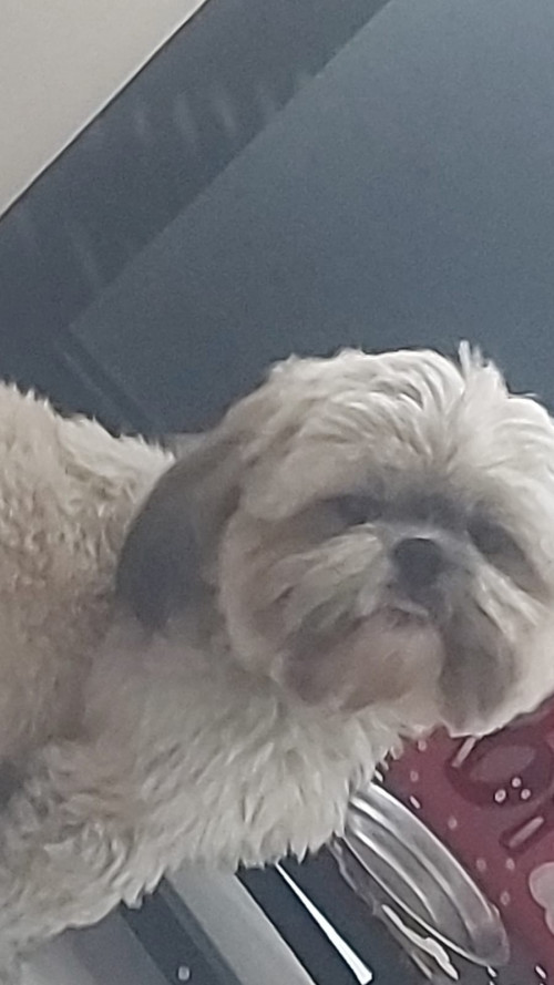 Toby