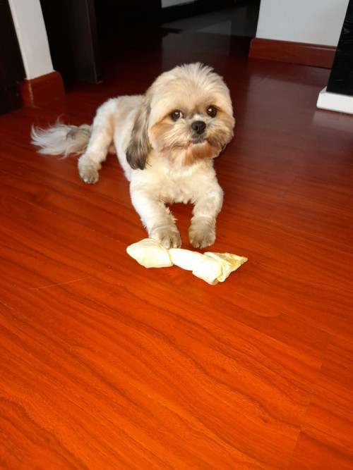 Toby
