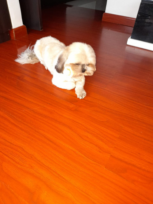 Toby
