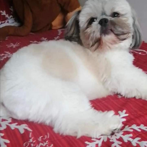 Toby