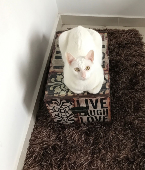 Romeo