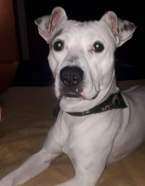 Benji