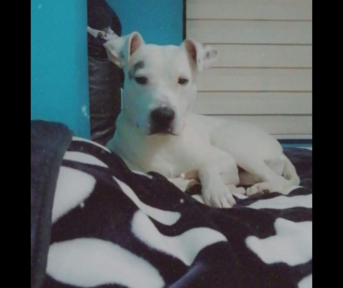 Benji