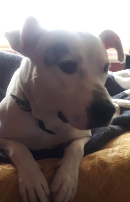 Benji