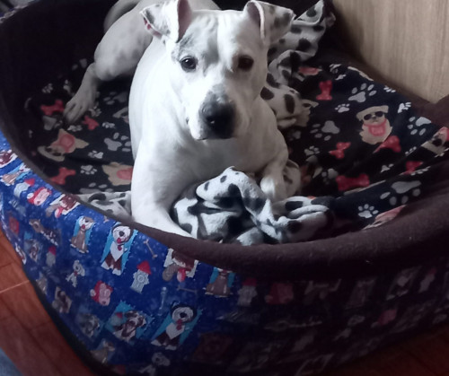 Benji