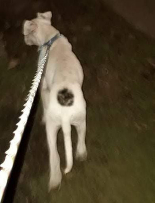 Benji