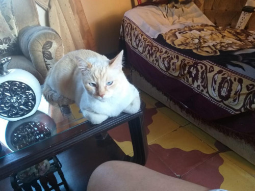 Dylan