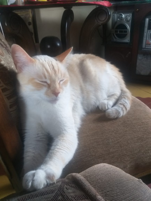 Dylan