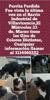 Foto de Lulu en Villavicencio Meta #3