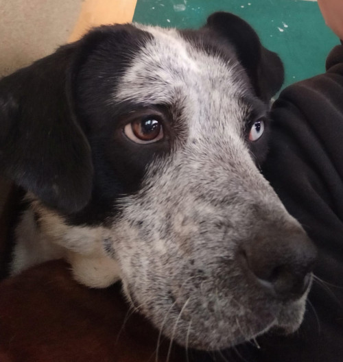 Lulu
