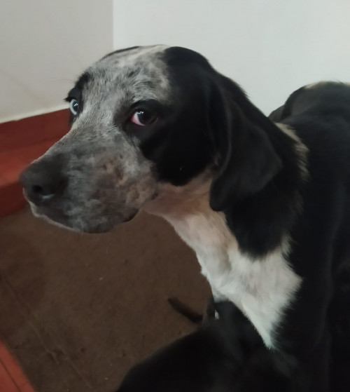 Lulu