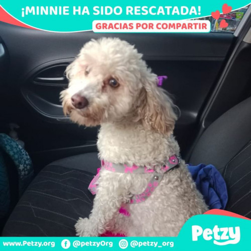 Foto de mascota Minnie