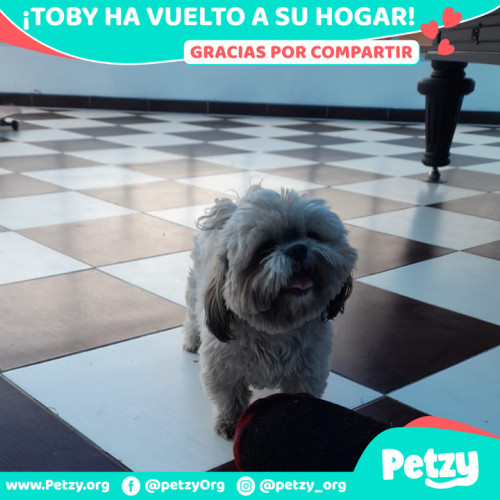 Foto de mascota Toby