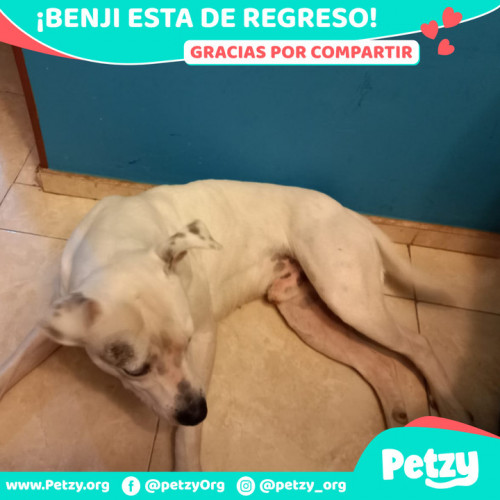 Foto de mascota Benji