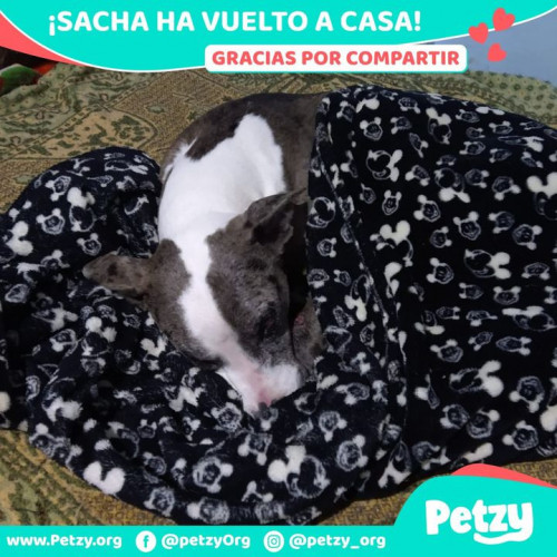 Foto de mascota Sacha