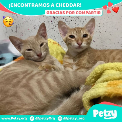 Foto de mascota Cheddar