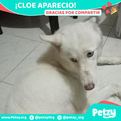 Foto de mascota Cloe