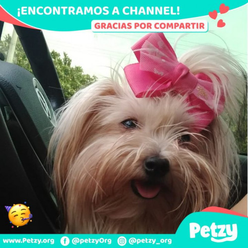 Foto de mascota Channel