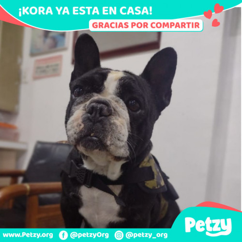 Foto de mascota Kora