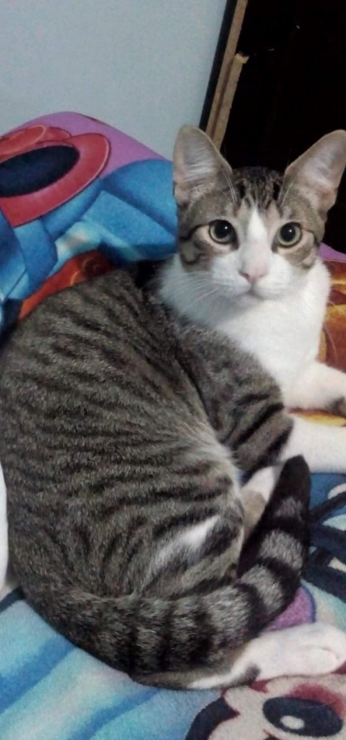 Peluza
