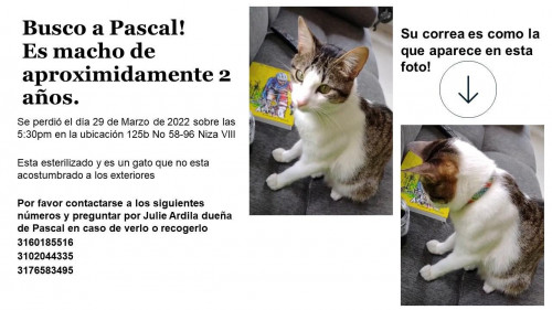 Pascal