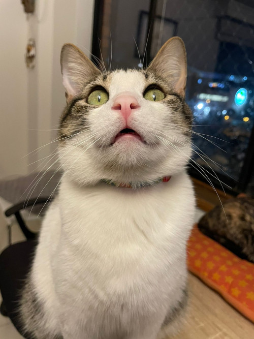 Pascal