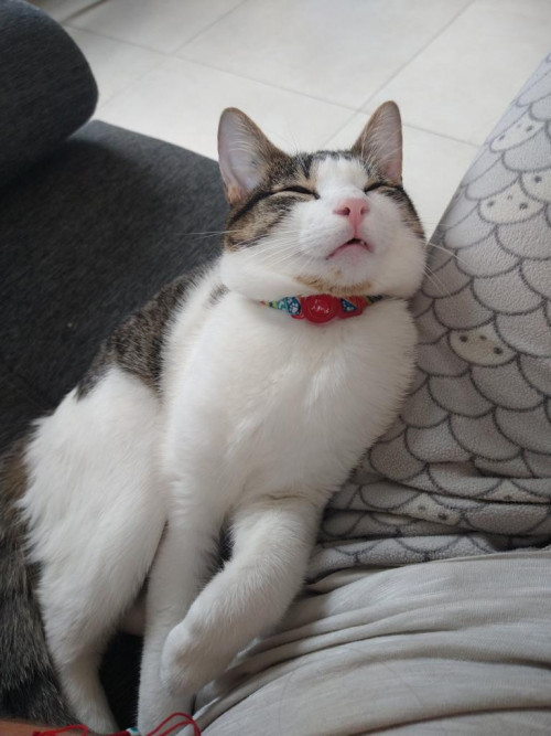 Pascal