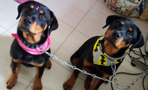 Kiba Y Roco