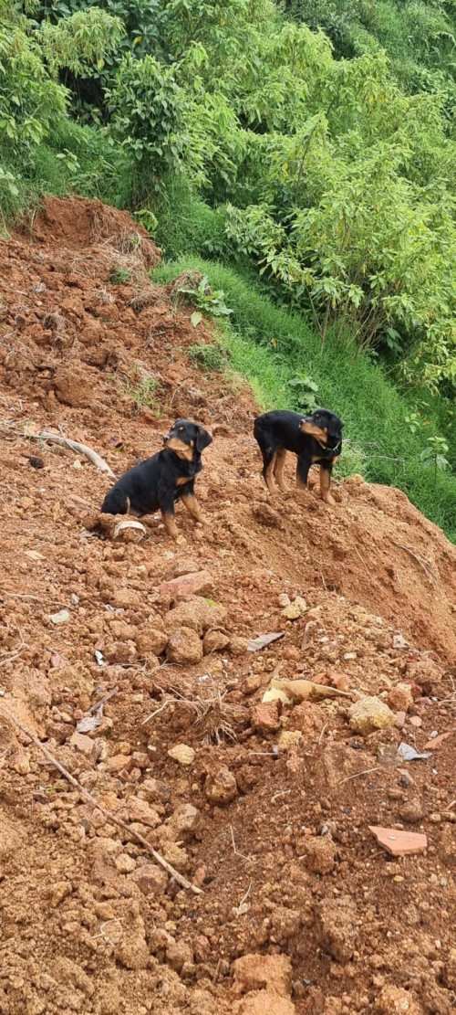 Kiba Y Roco