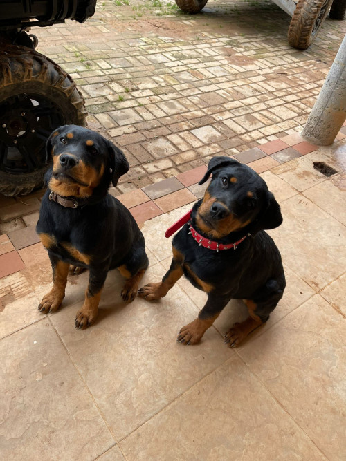 Kiba Y Roco