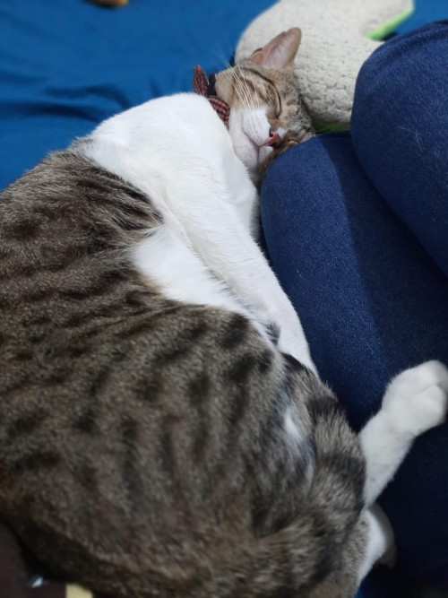 Orión
